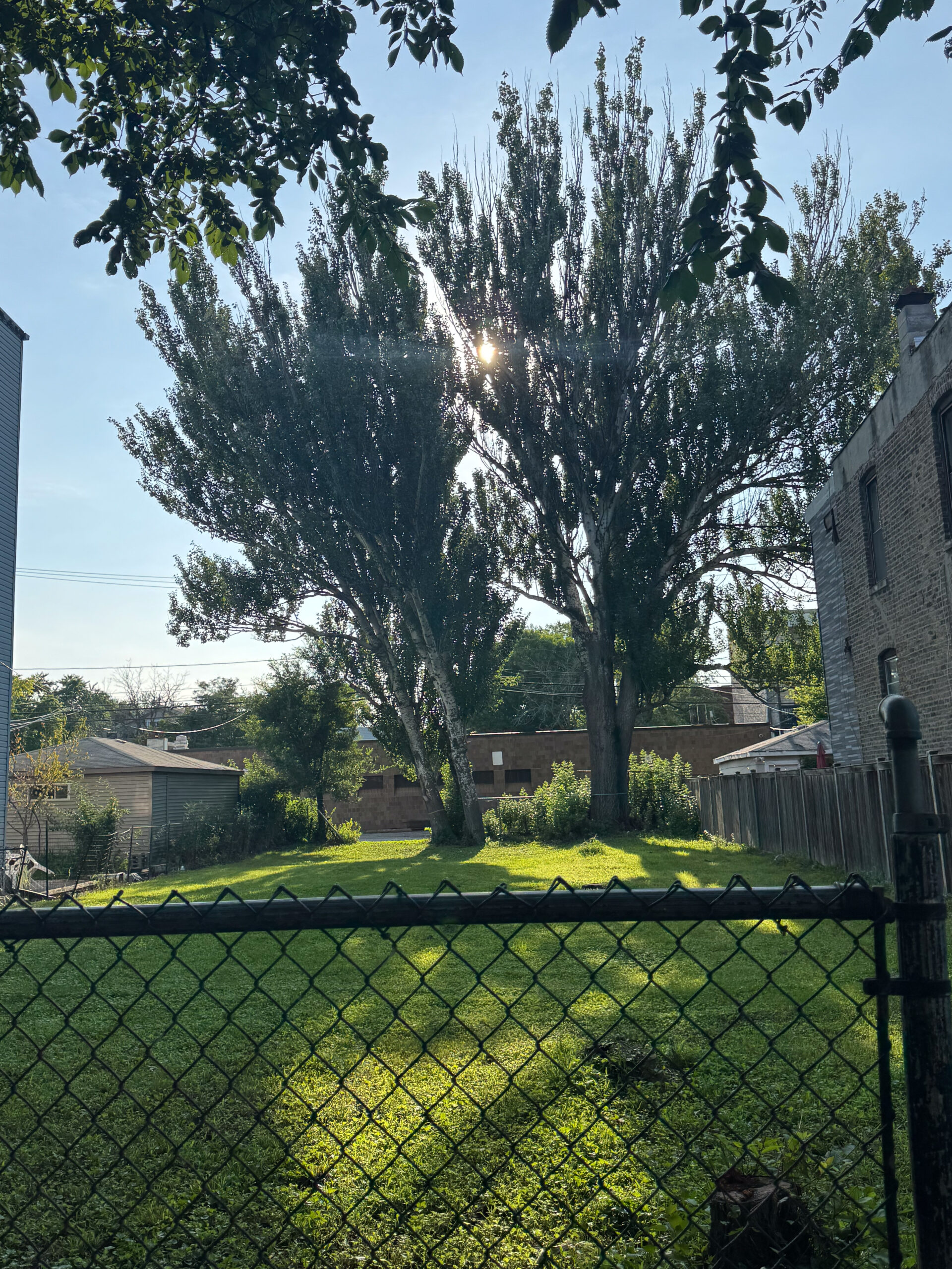 Árboles de Maplewood