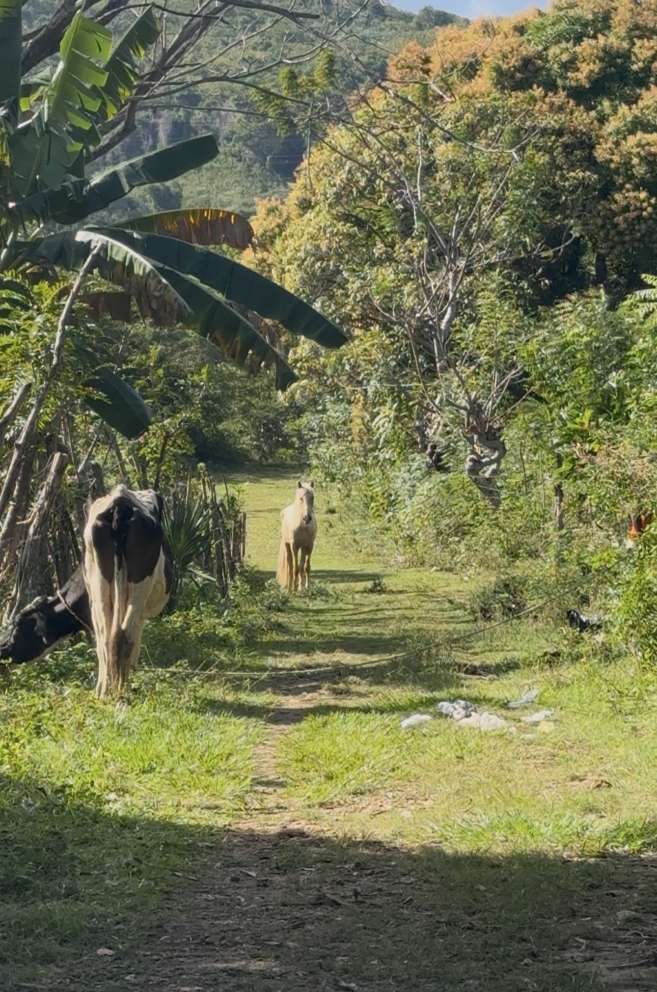 Horse standing along a green path in the Dominican Republic.